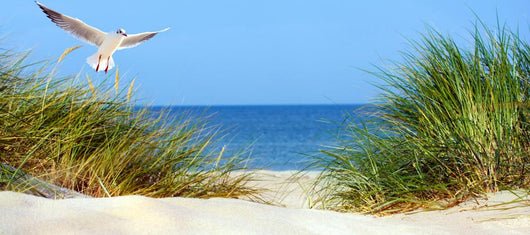 Baltic Sand Dunes Wall Decal Panoramic Wall Decal