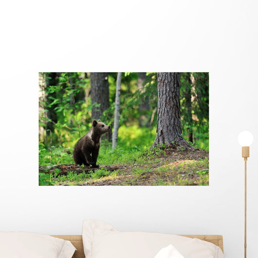 Brown Bear Cub Forest Wall Decal