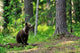 Brown Bear Cub Forest Wall Decal