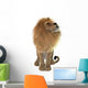 Male Lion Wall Decal Design 1
