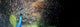 Peacock Wall Decal Panoramic Wall Decal