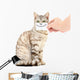 Kitten Smiling Wall Decal