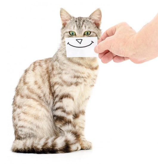 Kitten Smiling Wall Decal