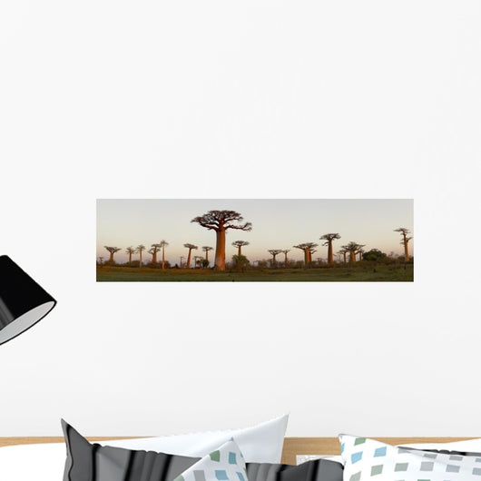 Baobab Alley Madagascar Wall Decal Panoramic Wall Decal