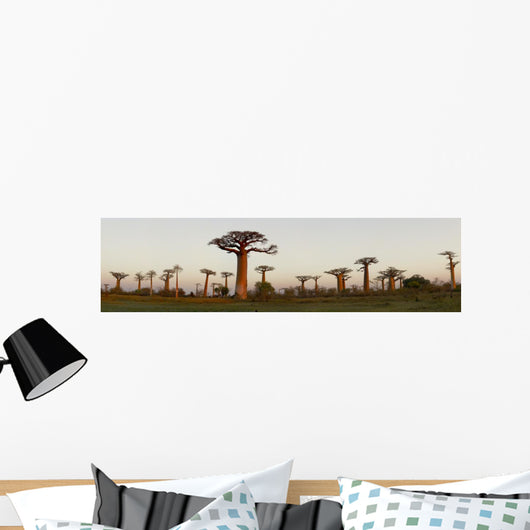 Baobab Alley Madagascar Wall Decal Panoramic Wall Decal