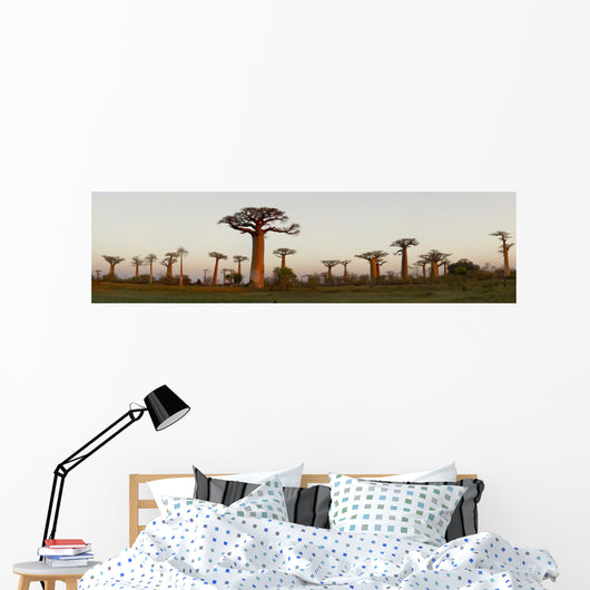 Baobab Alley Madagascar Wall Decal Panoramic Wall Decal