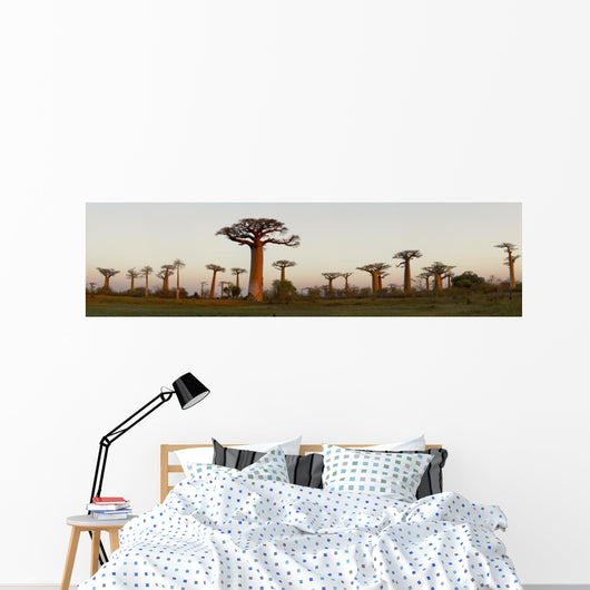 Baobab Alley Madagascar Wall Decal Panoramic Wall Decal