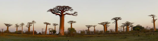 Baobab Alley Madagascar Wall Decal Panoramic Wall Decal