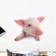 Pig Wall Decal