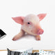 Pig Wall Decal