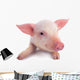 Pig Wall Decal
