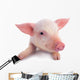 Pig Wall Decal