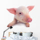 Pig Wall Decal