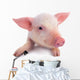 Pig Wall Decal