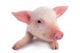 Pig Wall Decal