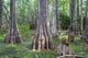 Big Cypress National Preserve Wall Decal