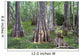Big Cypress National Preserve Wall Decal