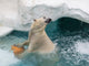 Smart Polar Bear Wall Decal