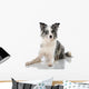 Border Collie Wall Decal