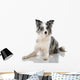 Border Collie Wall Decal