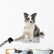 Border Collie Wall Decal