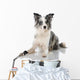 Border Collie Wall Decal