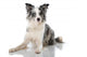 Border Collie Wall Decal