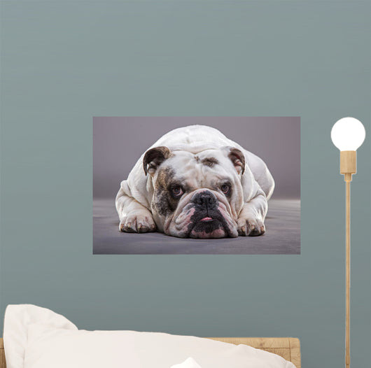 Bulldog Inglese Primo Piano Wall Decal