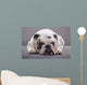 Bulldog Inglese Primo Piano Wall Decal