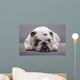 Bulldog Inglese Primo Piano Wall Decal