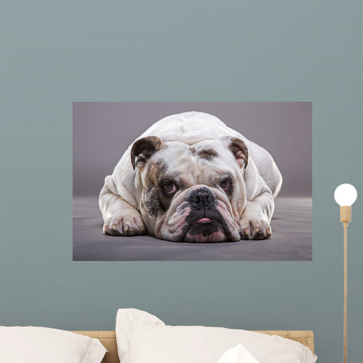 Bulldog Inglese Primo Piano Wall Decal