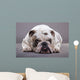Bulldog Inglese Primo Piano Wall Decal