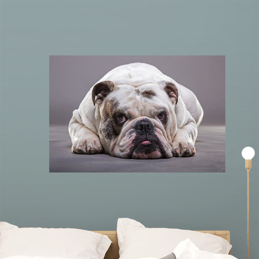 Bulldog Inglese Primo Piano Wall Decal