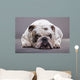 Bulldog Inglese Primo Piano Wall Decal