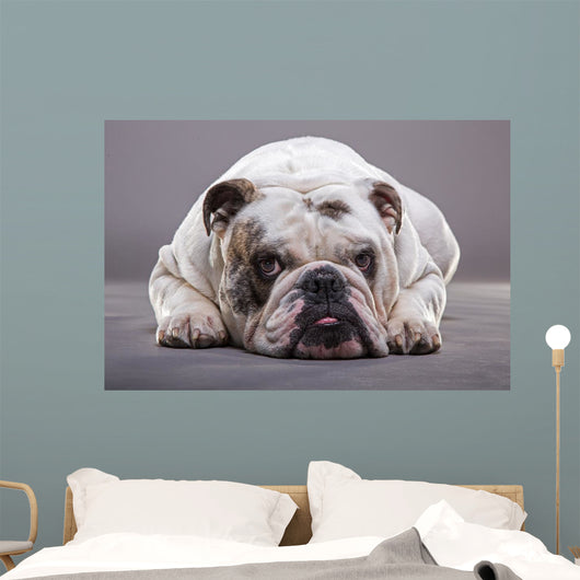 Bulldog Inglese Primo Piano Wall Decal