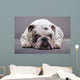 Bulldog Inglese Primo Piano Wall Decal