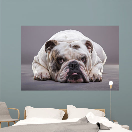Bulldog Inglese Primo Piano Wall Decal