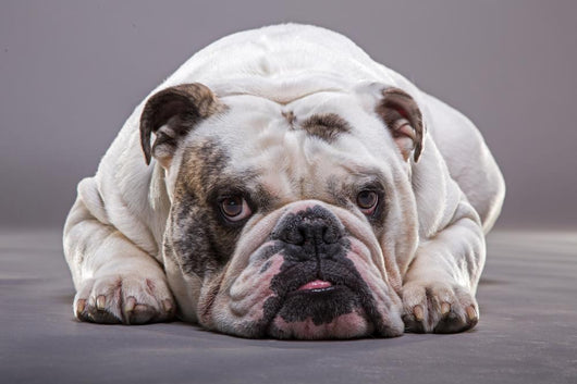Bulldog Inglese Primo Piano Wall Decal