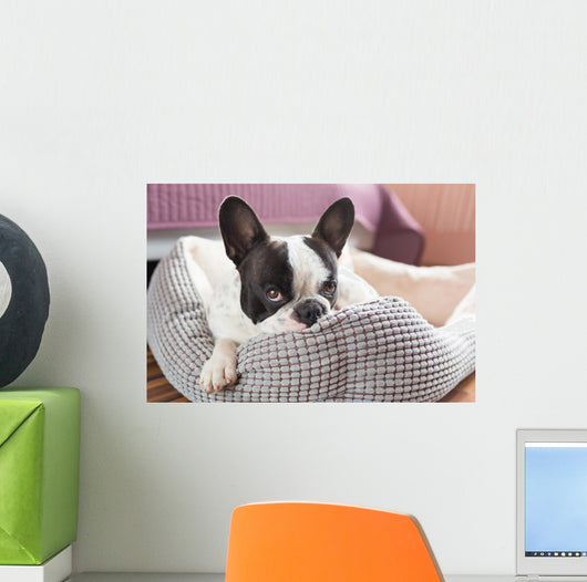 Adorable French Bulldog Lair Wall Decal