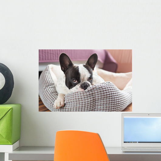 Adorable French Bulldog Lair Wall Decal