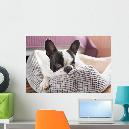 Adorable French Bulldog Lair Wall Decal