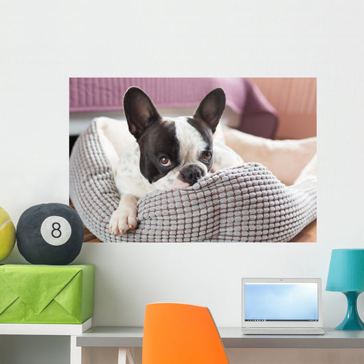 Adorable French Bulldog Lair Wall Decal