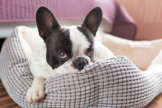 Adorable French Bulldog Lair Wall Decal