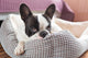 Adorable French Bulldog Lair Wall Decal