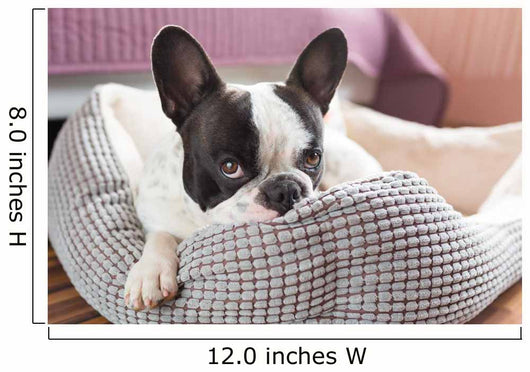 Adorable French Bulldog Lair Wall Decal