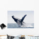 Humpback Whale Jumping Puerto Wall Decal