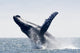 Humpback Whale Jumping Puerto Wall Decal