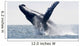 Humpback Whale Jumping Puerto Wall Decal