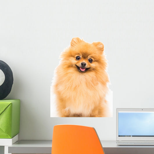 Pomeranian Dog White Wall Decal