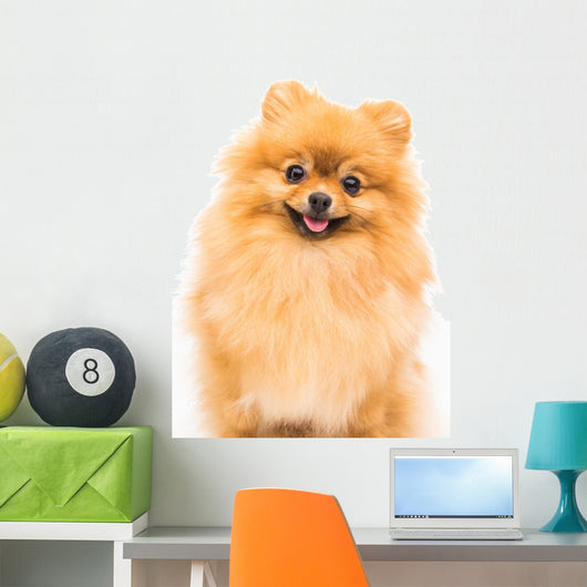 Pomeranian Dog White Wall Decal